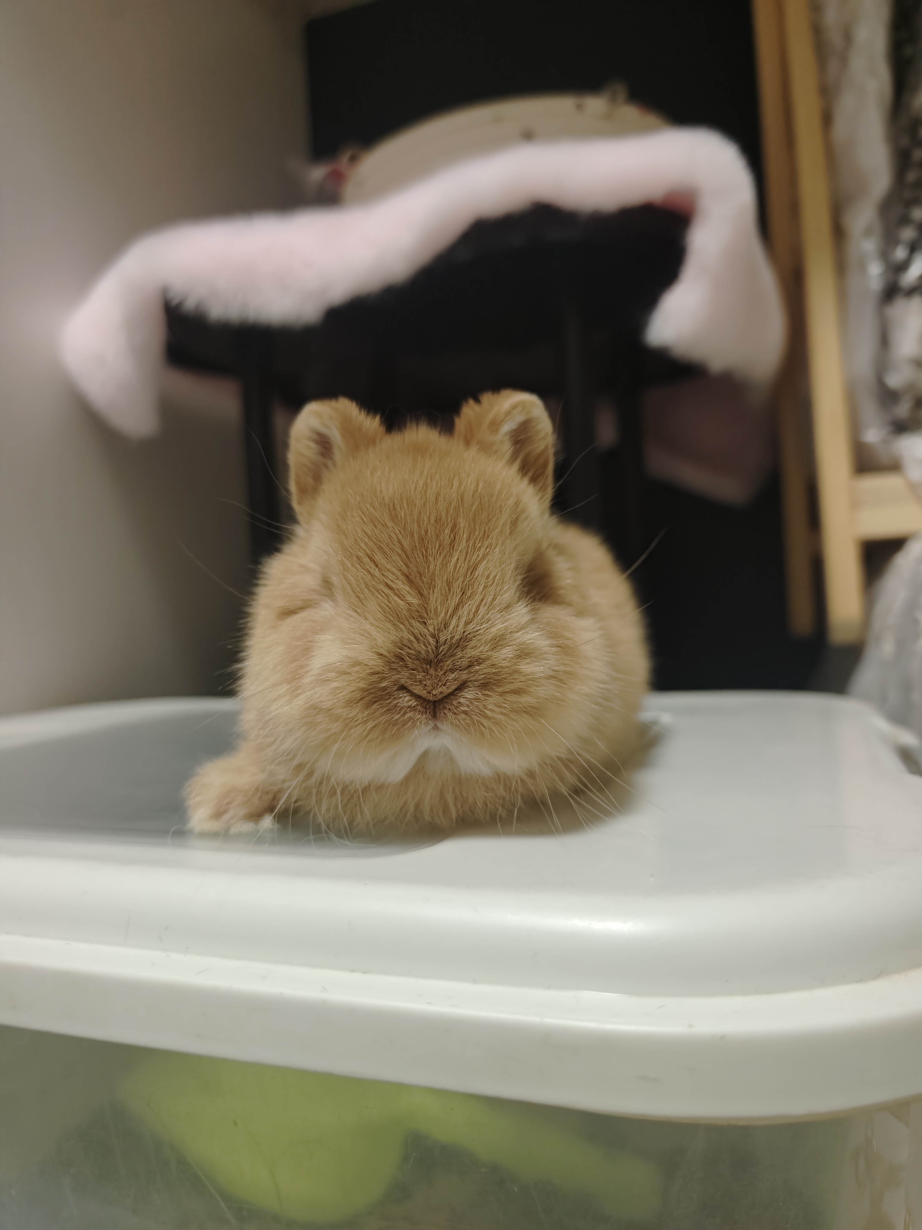 极品双血熊里熊气侏儒兔妹妹